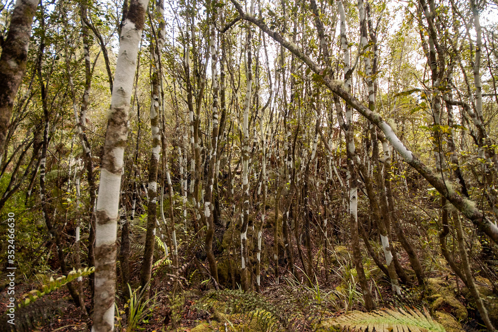Sparse forest in the area of Orakei Korako with clouds in the blue sky. North Island of New Zealand Sparse forest in the area of Orakei Korako with clouds in the blue sky. North Island of New Zealand