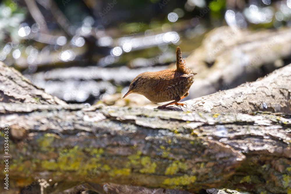 Obraz premium Eurasian Wren (Troglodytes troglodytes) is one of the most beautiful singing birds in the world.