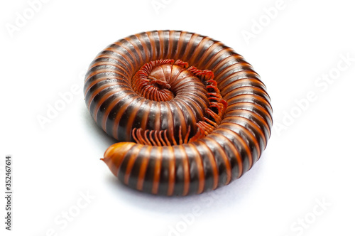 Isolated close-up of a curling millipede