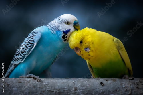 Portrait of a two budgies (melopsittacus undulatus) perched on a branch in germany 