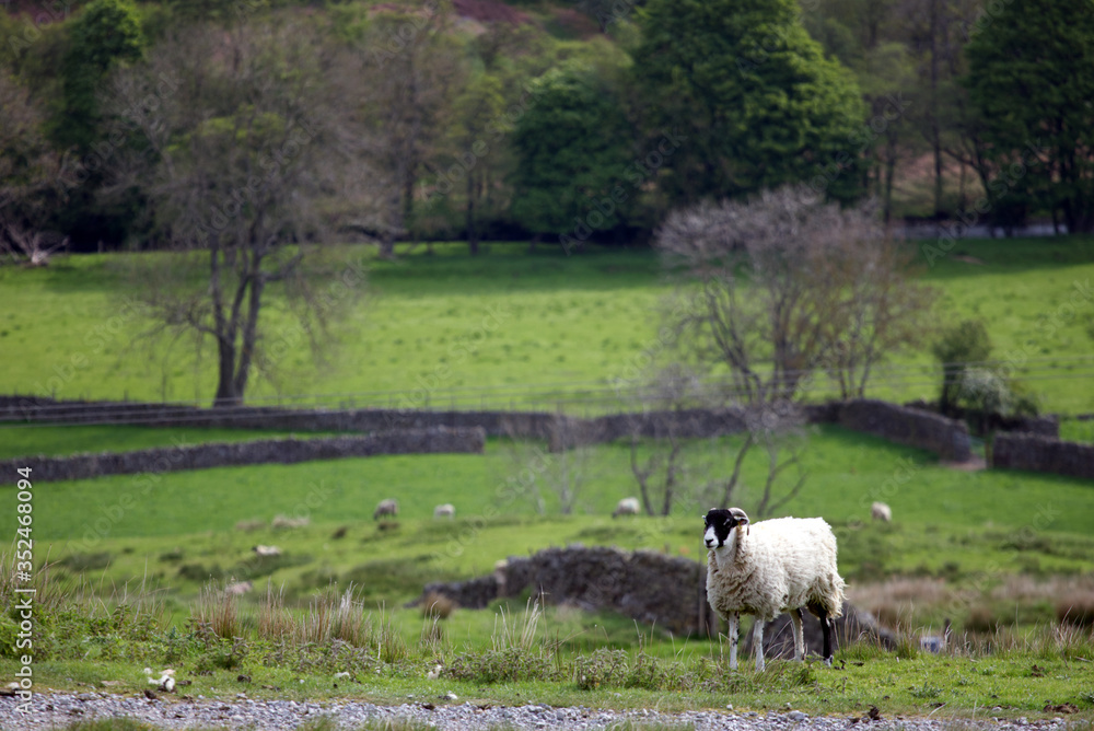 white and black sheep with Yorkshire Dales vista in the background white and black sheep with Yorkshire Dales vista in the background