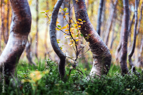 Birkenwald mit knorrigen Bäumen an der Baumgrenze im Nationalpark Reinheimen in Norwegen