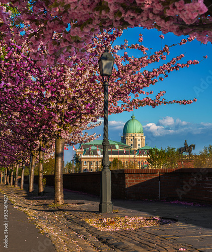 Budapest, Hungary - Beautiful blooming pink japanese cherry trees at Arpad Toth promenade (Toth Arpad setany) in Castle District on a sunny spring afternoon with Buda Castle Royal Palace at background photo