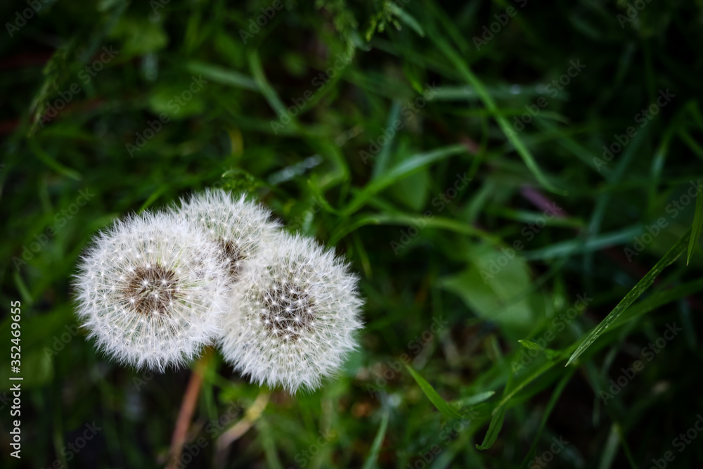 Three white fluffy dandelions on green grass Three white fluffy dandelions on green grass