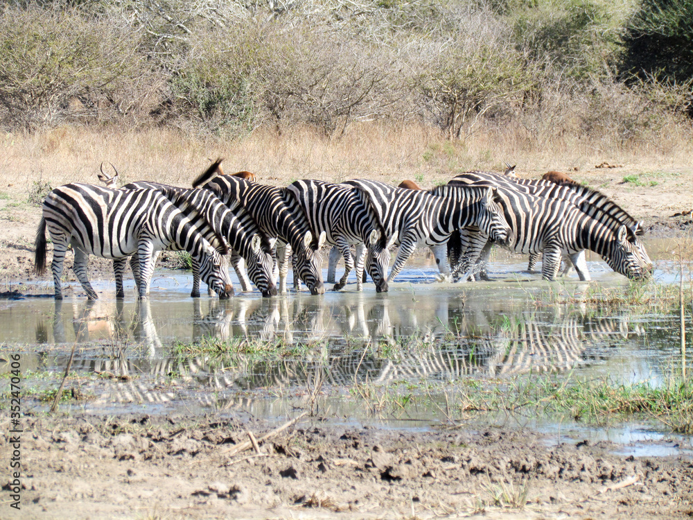 Obraz premium Herd of zebras drinking 