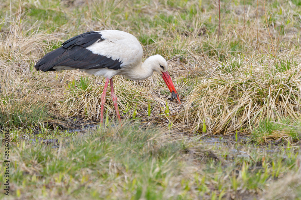 Naklejka premium White stork, Ciconia ciconia. In the early morning, a bird walks through a swamp in search of food.