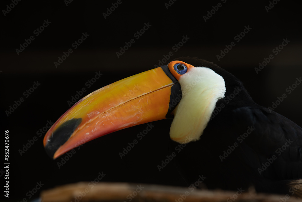 toucan sitting looking out 