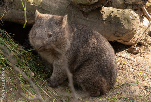 Photography wombat eating grass in copenhagen zoo