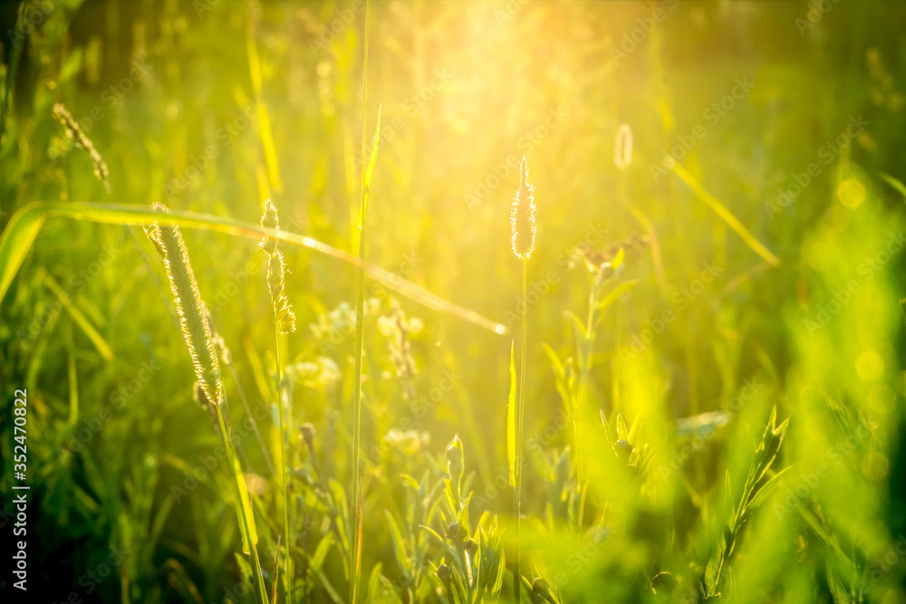 Sun rays at sunset through the grass and flowers in the field. Russia, Vladimir