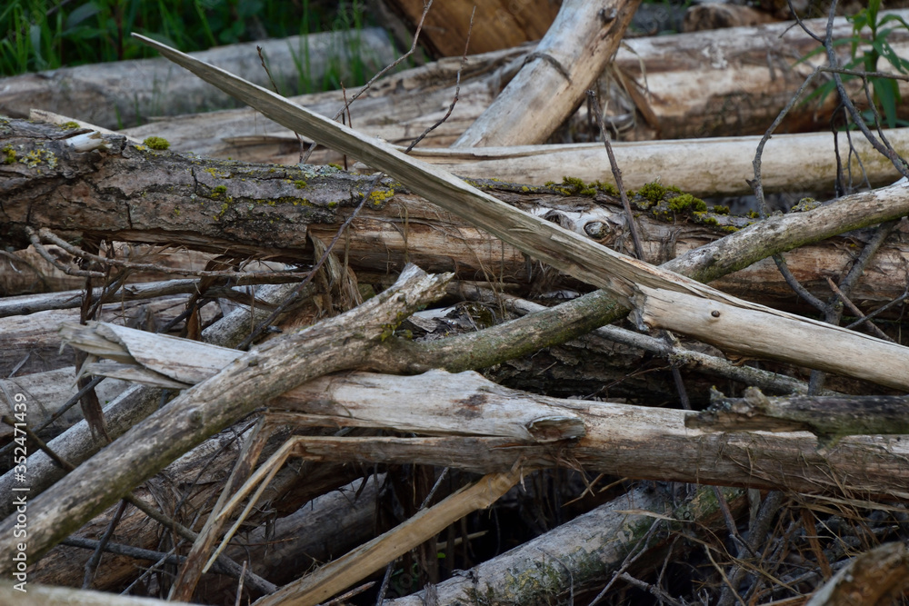 dead tree trunk in a forest in a swamp dead tree trunk in a forest in a swamp