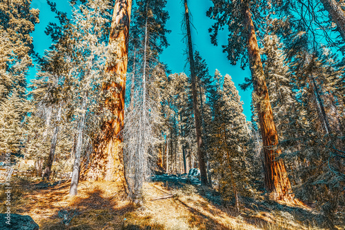 Forest of ancient sequoias in Yosemeti National Park. photo