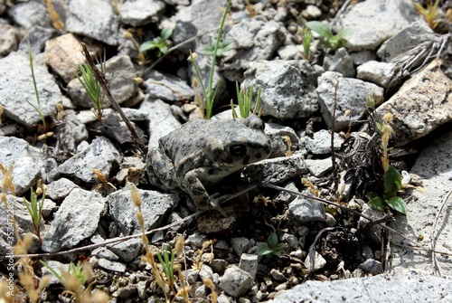 The frog hid in gray stones. © Irida