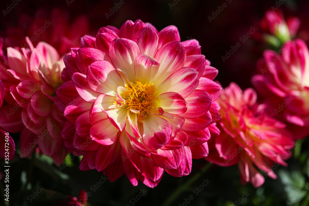 Fototapeta premium beautiful garden dahlias macro photo