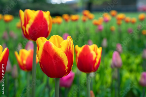 Many beautiful bright yellow-red tulips close-up. Flower background