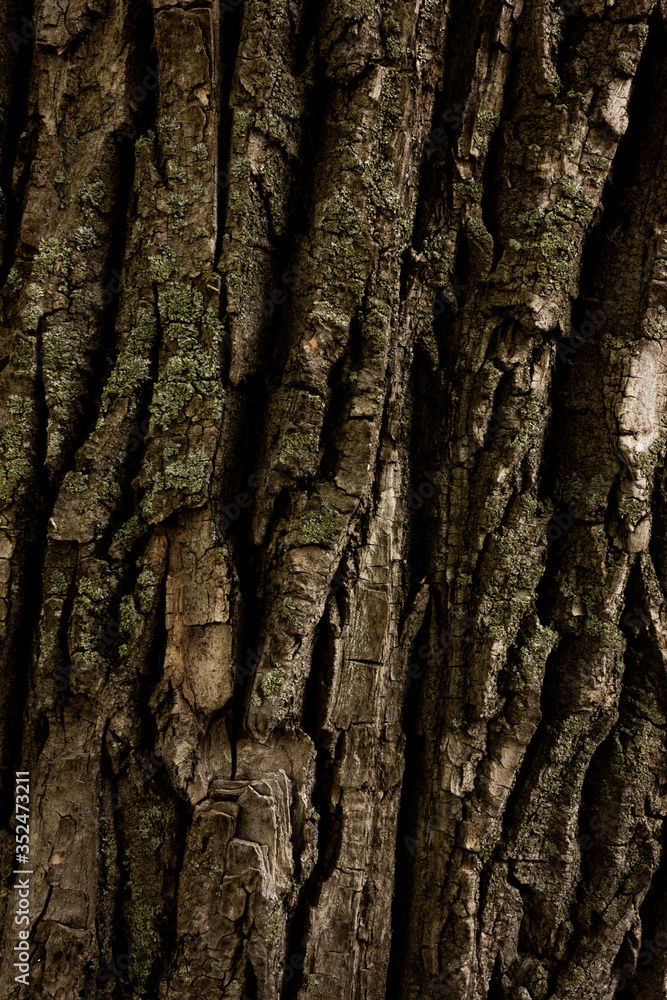 Bark of tree macro. Background closeup of a tree trunk. Bark of tree macro. Background closeup of a tree trunk.