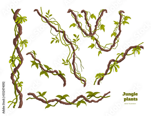 Isolated jungle plants set. Design elements. Liana branch. Tropical forest trees in cartoon style. Rainforest bush on white background