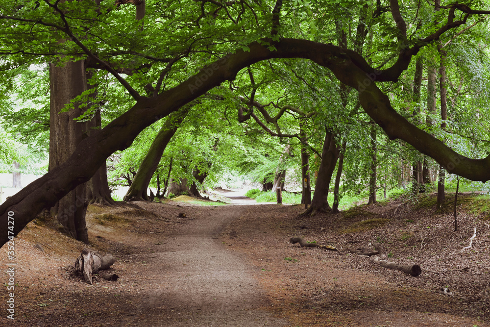 Naklejka premium path in the forrest in england