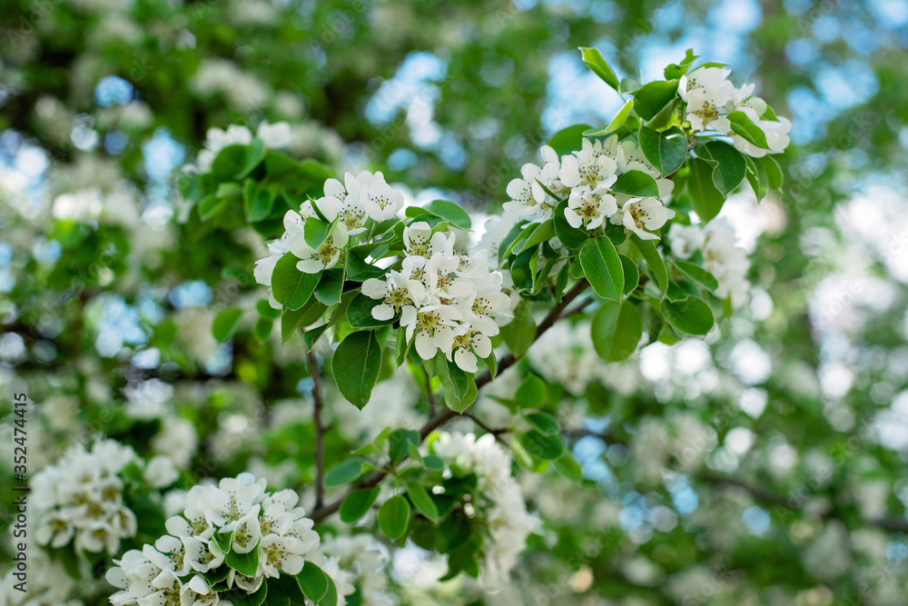 Pear fruit tree blossom in spring. Floral texture. Soft selective focus. Pear fruit tree blossom in spring. Floral texture. Soft selective focus.