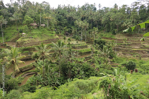 The Tegallalang rice terraces alone offer a scenic outlook photo