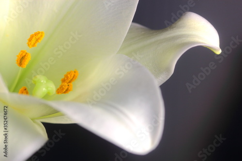 Fototapeta Naklejka Na Ścianę i Meble -  Close up of pretty white lily flower 