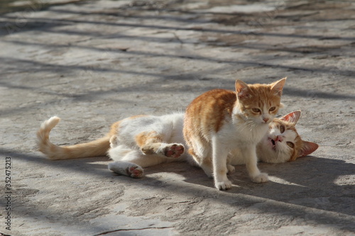 cat on the street