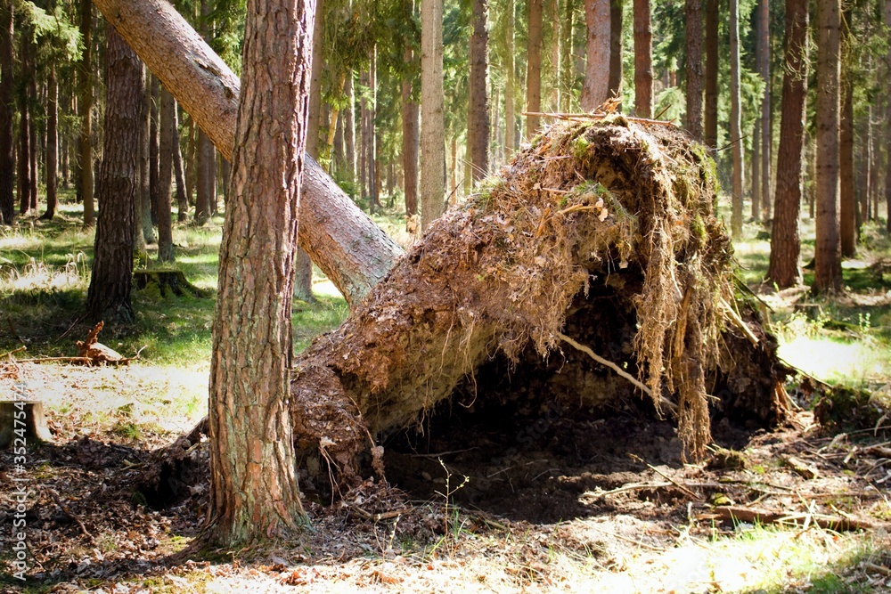 Fototapeta premium Uprooted tree after the storm. Common damage in the forest.