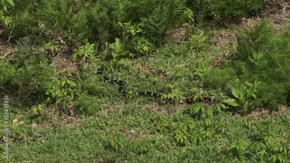 Glossy black kingsnake with white chain-like rings meanders through green forest grass, handheld pan Glossy black kingsnake with white chain-like rings meanders through green forest grass, handheld pan