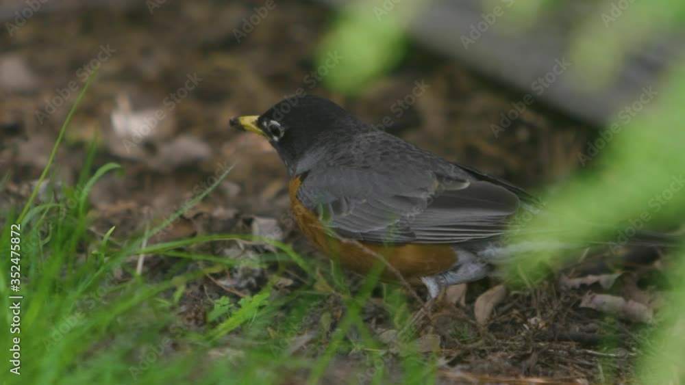 American robin picking up and shaking around a worm in the dirt. Slow motion. American robin picking up and shaking around a worm in the dirt. Slow motion.