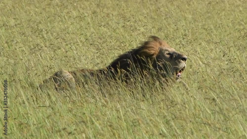 Big male lion rests in the tall grass of the Maasai Mara in Kenya. Big male lion rests in the tall grass of the Maasai Mara in Kenya.