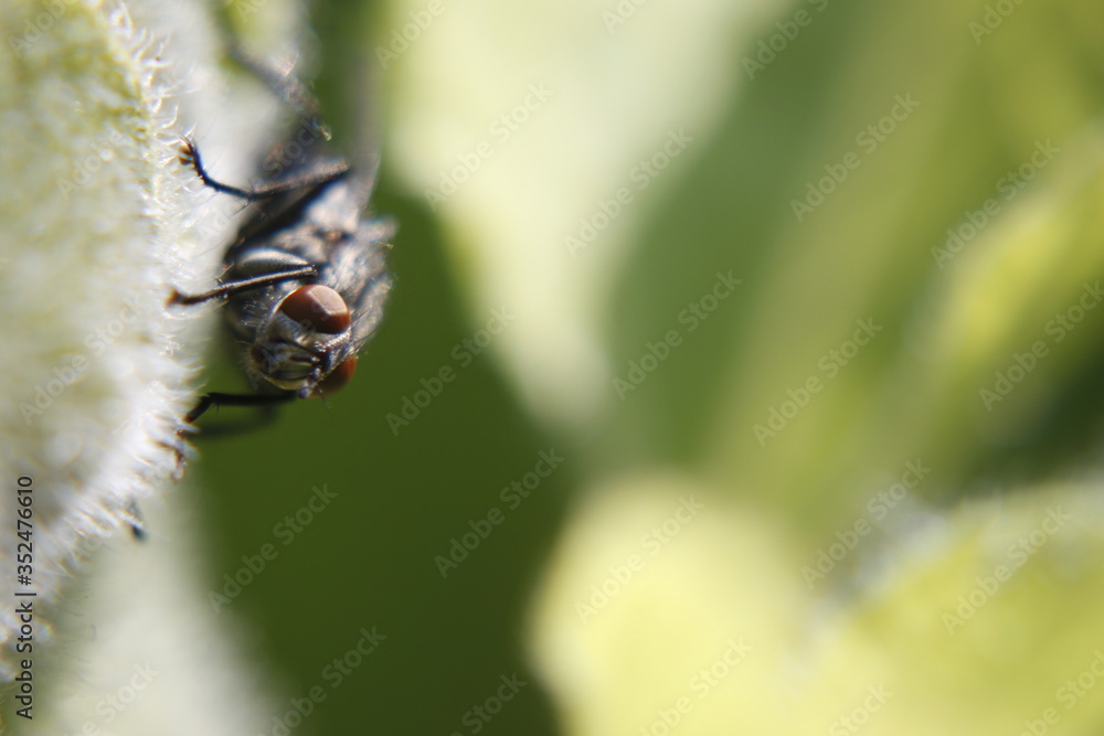 Insect sitting on the flower - macro shot Insect sitting on the flower - macro shot