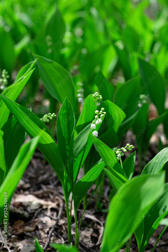 Blooming lily of the valley flowers in spring in a forest in a clearing. Floral texture. Soft selective focus. Blooming lily of the valley flowers in spring in a forest in a clearing. Floral texture. Soft selective focus.