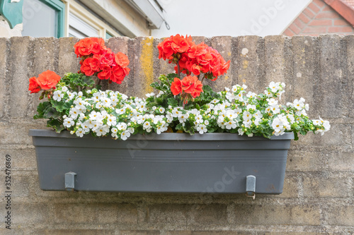 Red-flowering Pelargonium (Geranium) and white-flowering Bacopa (Sutera cordata) in a flower box on a wall in an urban garden photo