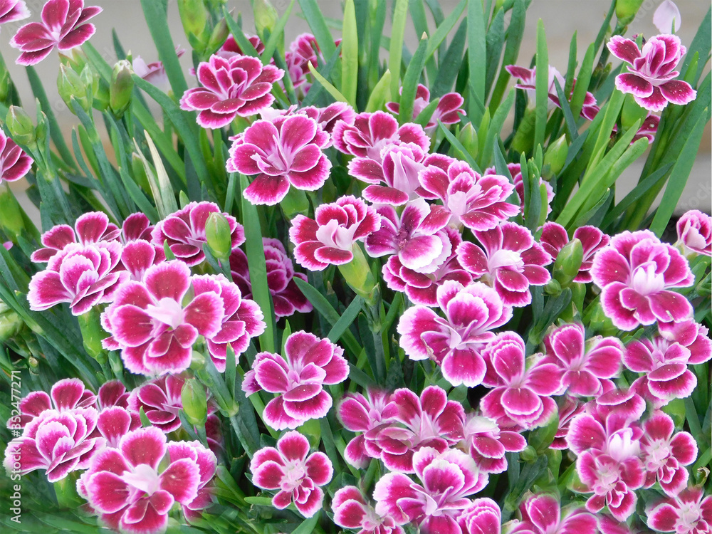 Pink carnations bouquet, carnations background,flower background Pink carnations bouquet, carnations background,flower background