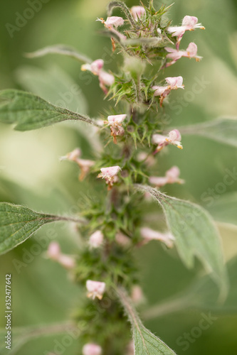 Leonurus cardiaca, motherwort, throw-wort, lion's ear, lion's tail medicinal plant with opposite leaves have serrated margins and are palmately lobed with long petioles