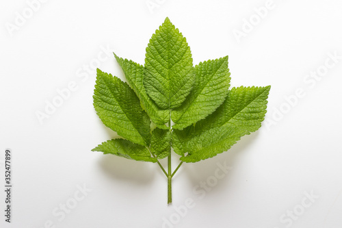 Close Up of large textured forest leaf on white background.