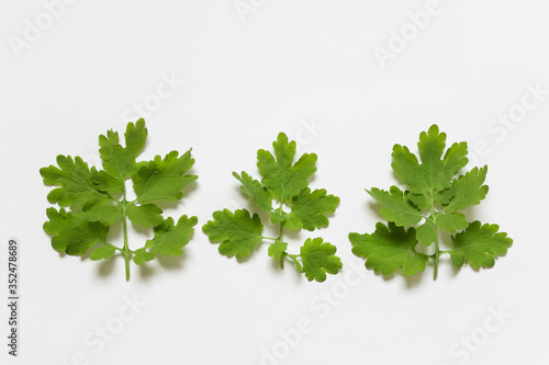 Flat lay with three forest plant leaves with complex rounded shape on white background.