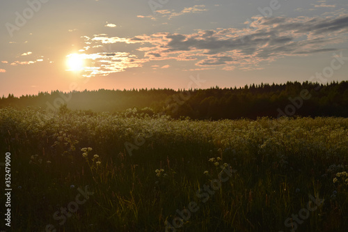 Sunset over the forest. Evening