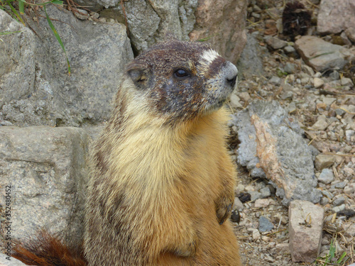 Murmeltiere, Marmots photo