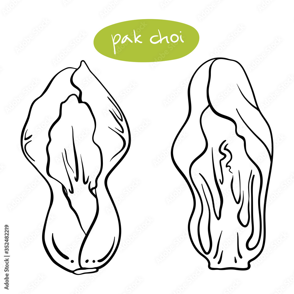 Pak choi. Black line sketch collection of vegetables isolated on white background. Doodle hand drawn vegetable icons. Vector illustration Pak choi. Black line sketch collection of vegetables isolated on white background. Doodle hand drawn vegetable icons. Vector illustration