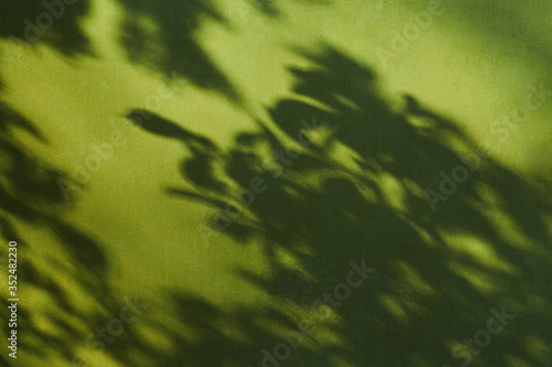 Abstract composition of leaves shadows on the green wall texture. Creative background