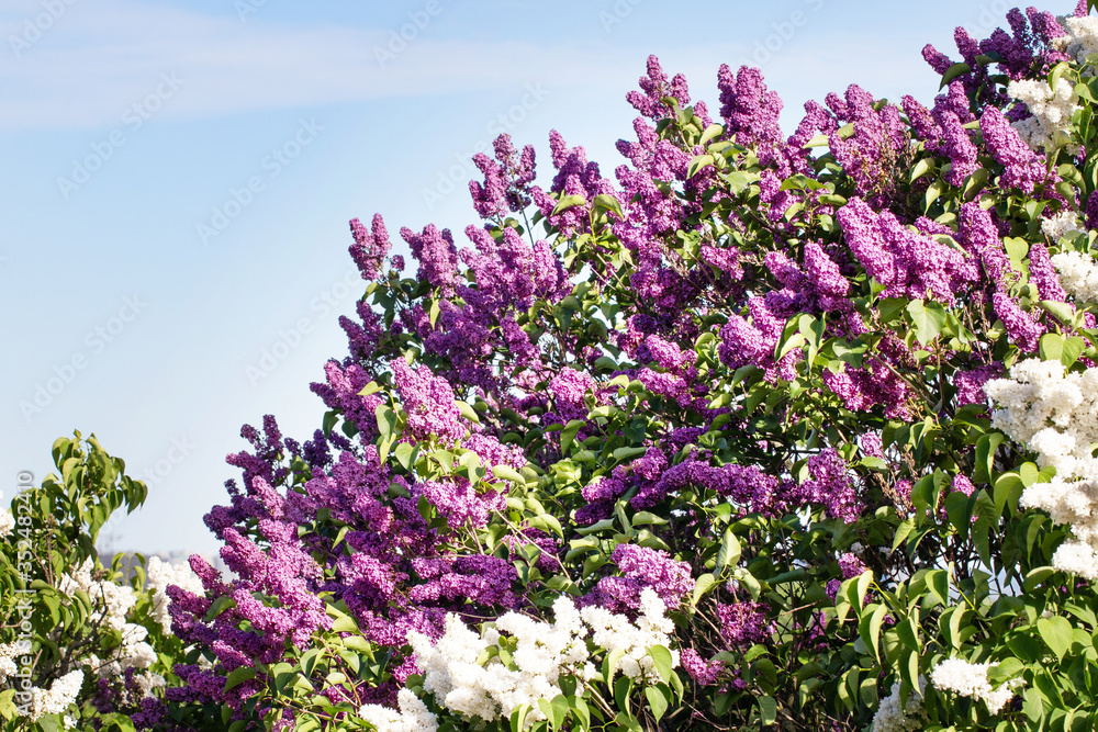 Spring lilac flower, blossoming bunch	