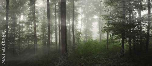 Fototapeta Naklejka Na Ścianę i Meble -  natural green forest panorama on rainy weather