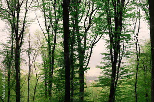 forest trees with green foliage in spring