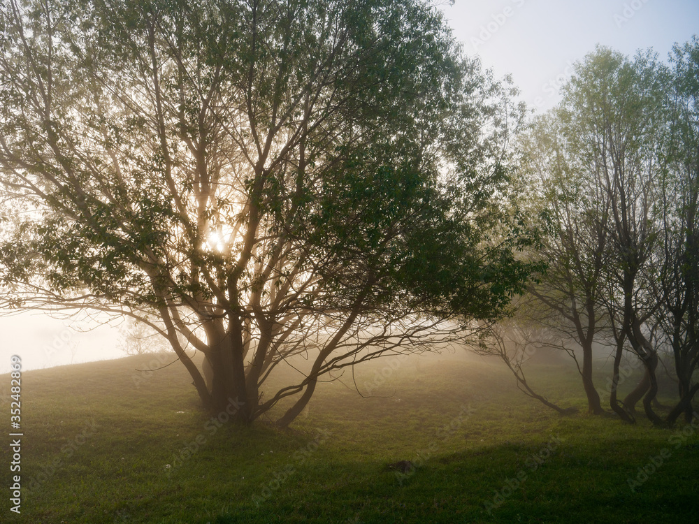 foggy morning on the river near the floodplain meadow foggy morning on the river near the floodplain meadow