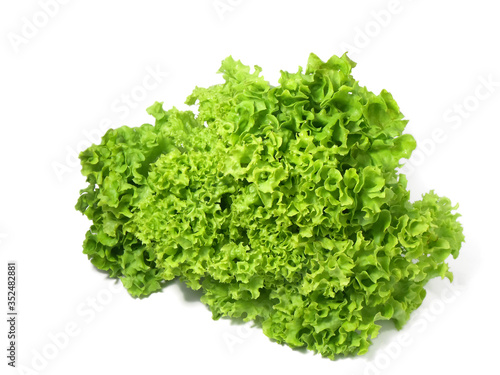 Salad leaf. Green oak lettuce on white background