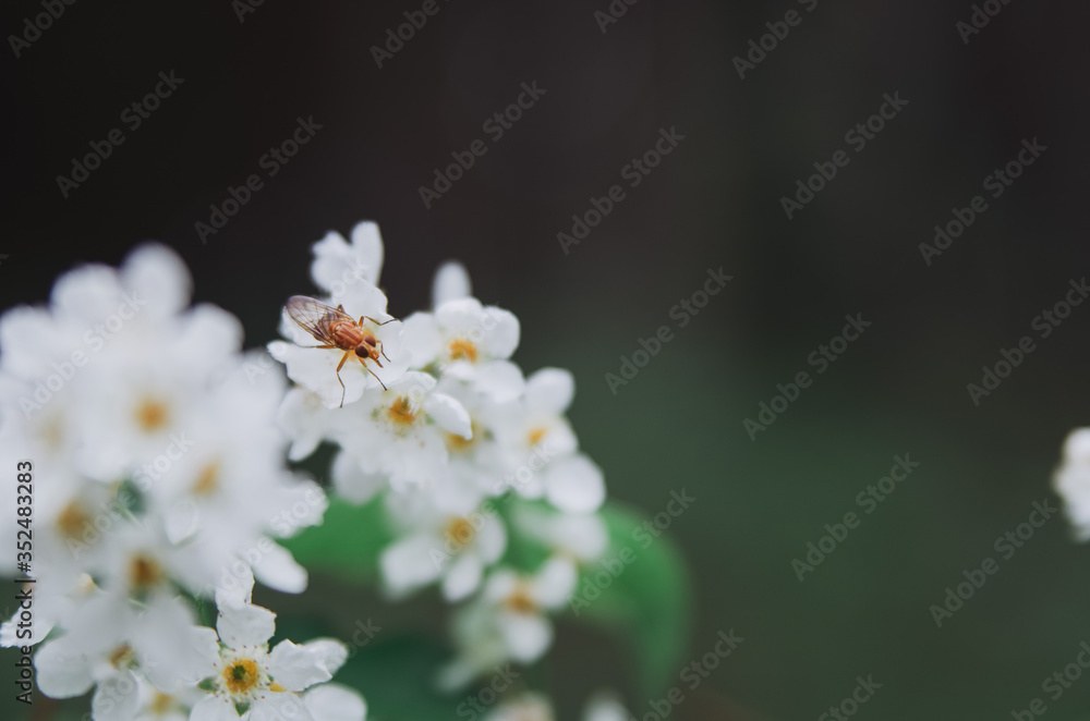 plants with beetles on flowers plants with beetles on flowers