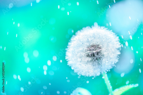 Fototapeta Naklejka Na Ścianę i Meble -  macro shot of a dandelion.Blue background. Drops of dew close up. Summer Freedom Concept. Design Element. Rain, beautiful bokeh in defocus.