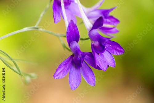 close up of a purple flower