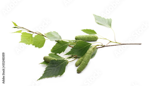 Young birch branch with green leaves isolated on white background,