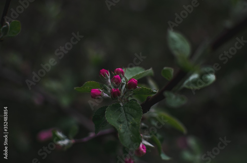 blooming Apple tree on a dark background